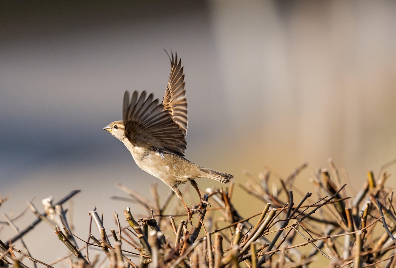 Blog - Sparrows change their tune to help communication